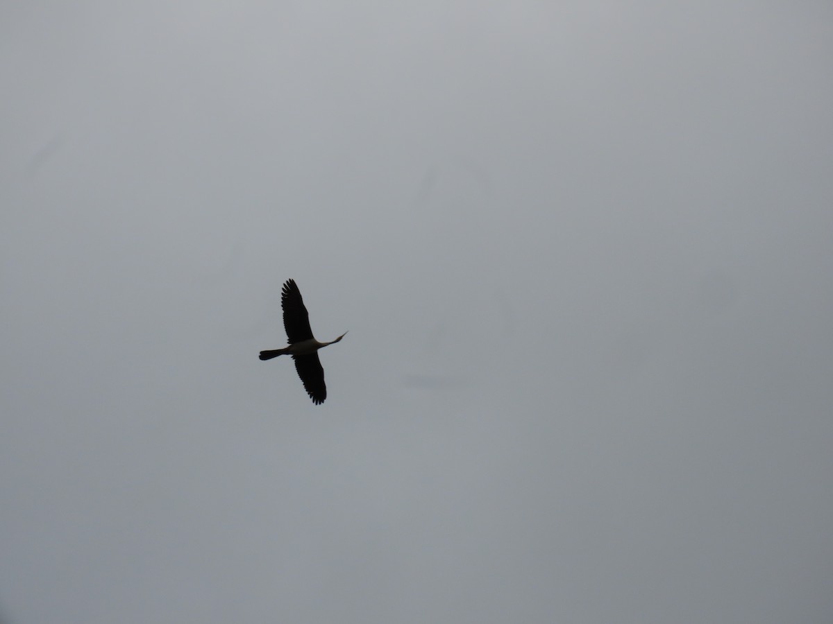 Australasian Darter - ML646815022