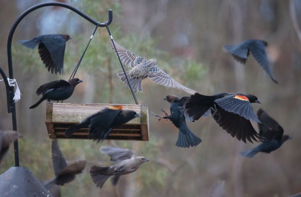 Red-winged Blackbird - ML646815023