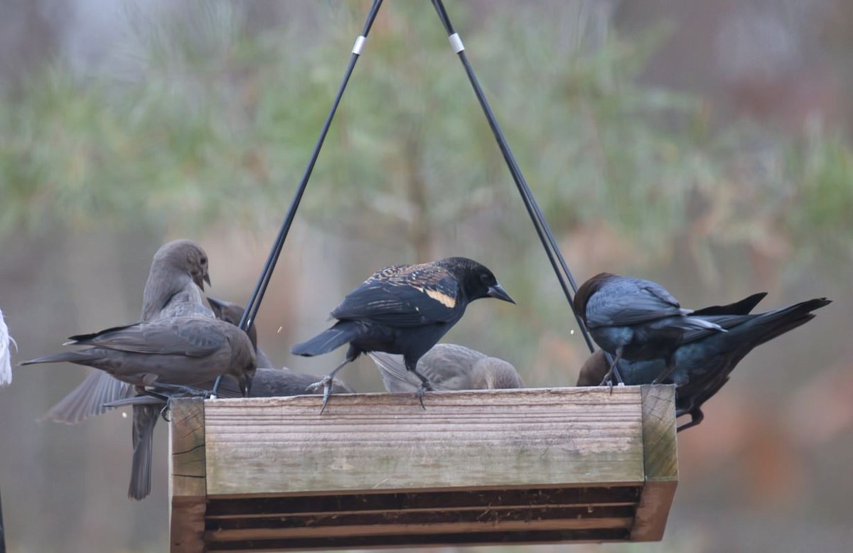 Red-winged Blackbird - ML646815024