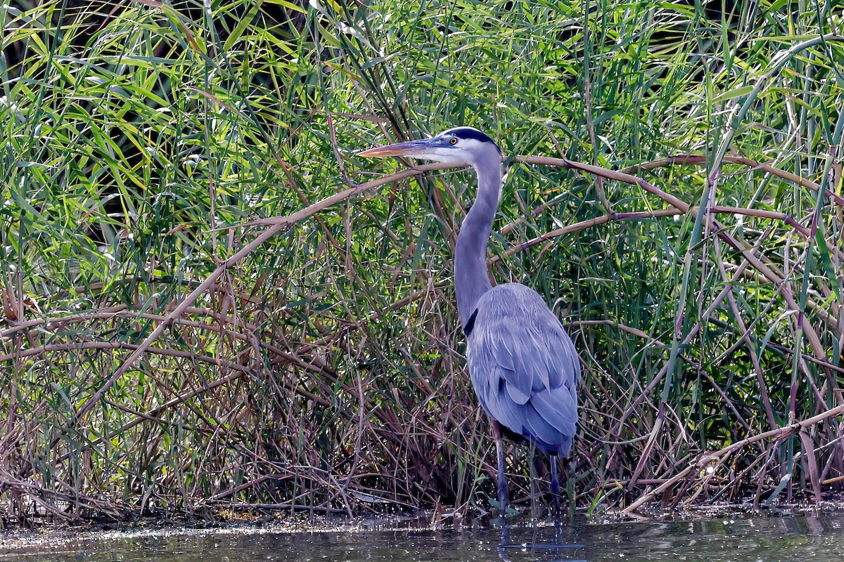 Great Blue Heron - ML646815028