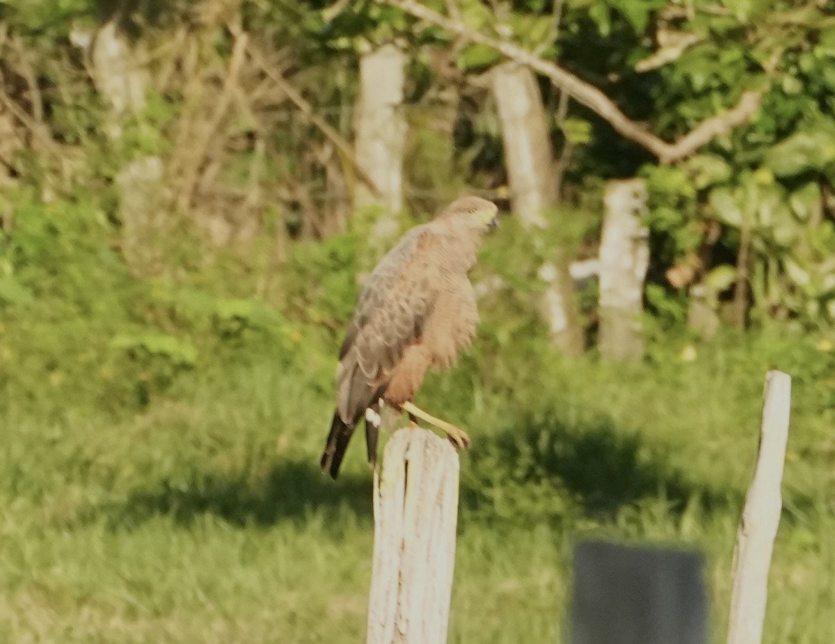 Savanna Hawk - ML646815029