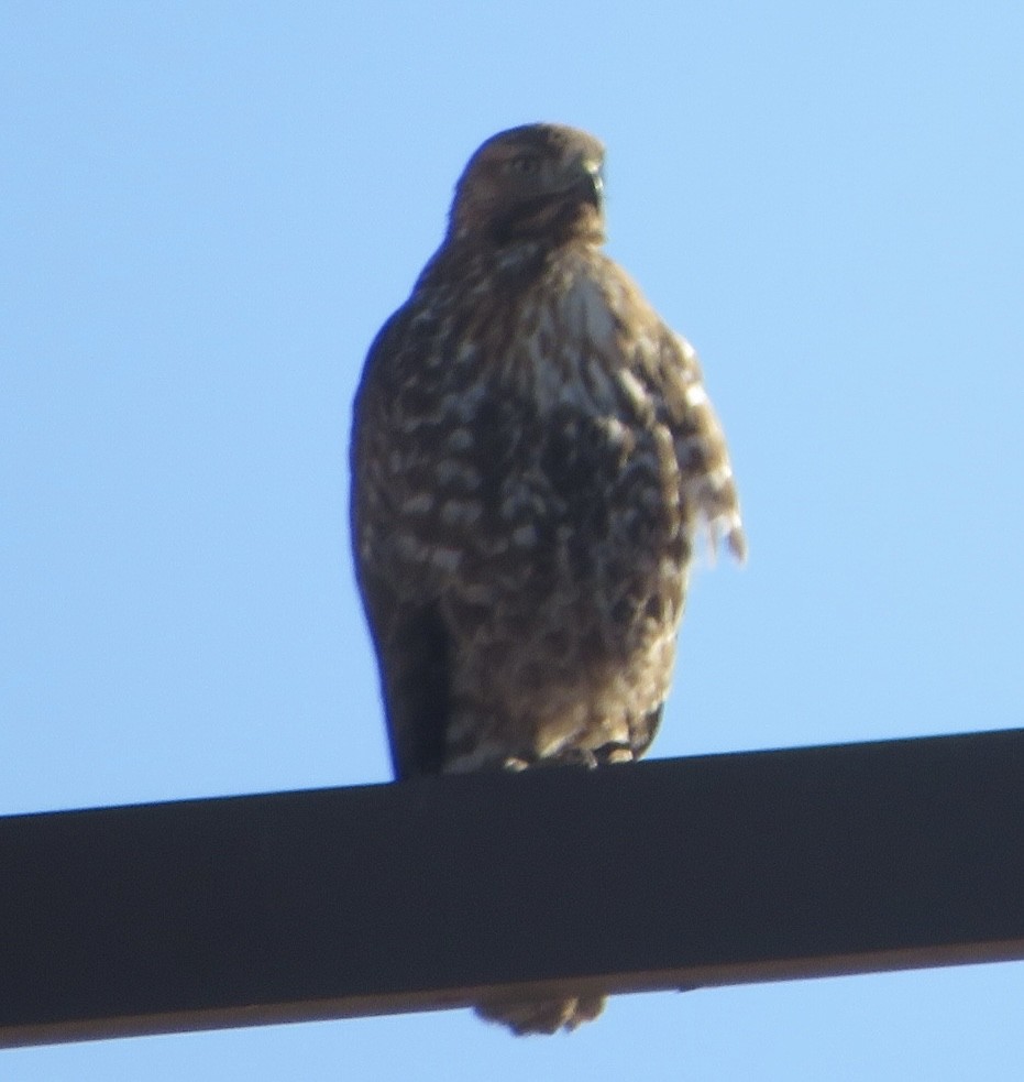 Red-tailed Hawk - ML646815030