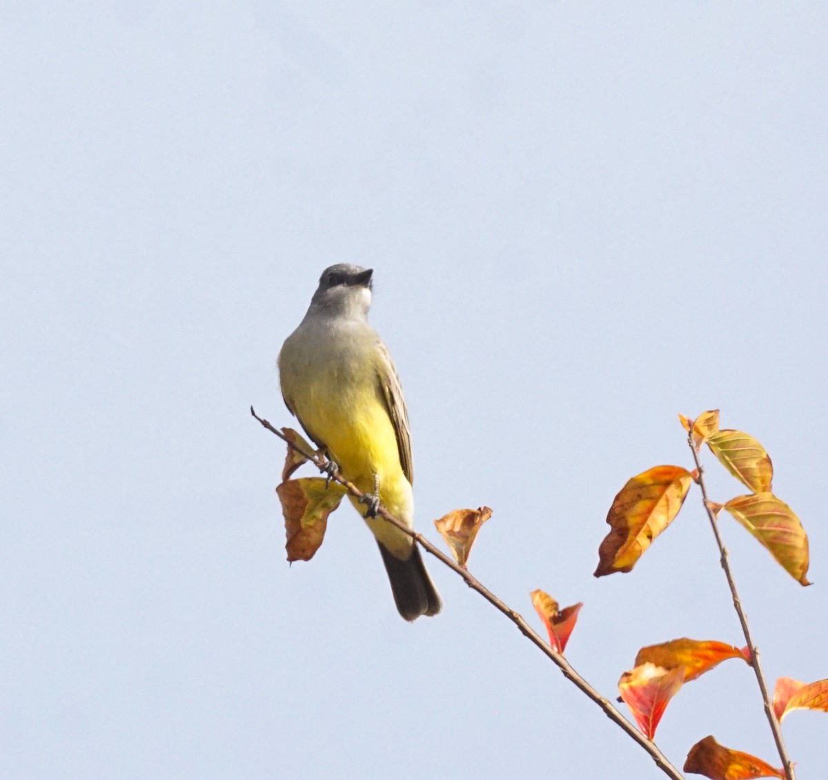 Cassin's Kingbird - ML646815031