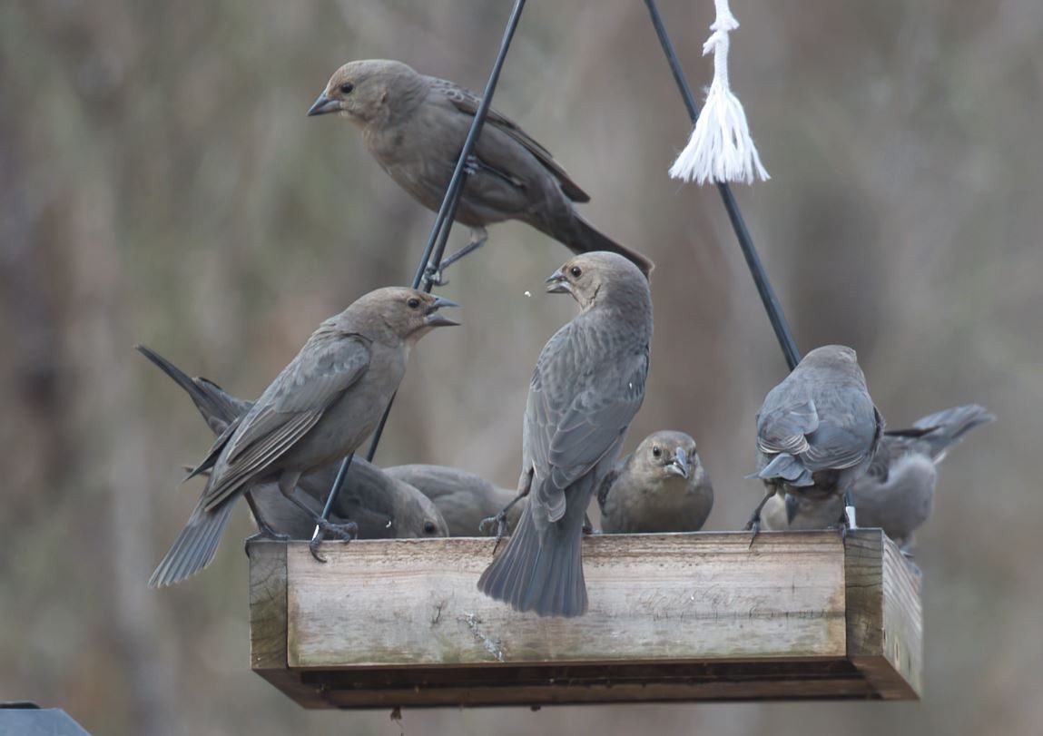 Brown-headed Cowbird - ML646815033