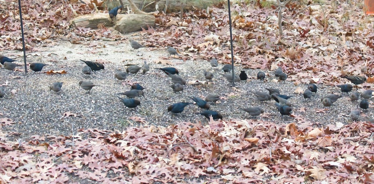 Brown-headed Cowbird - ML646815034