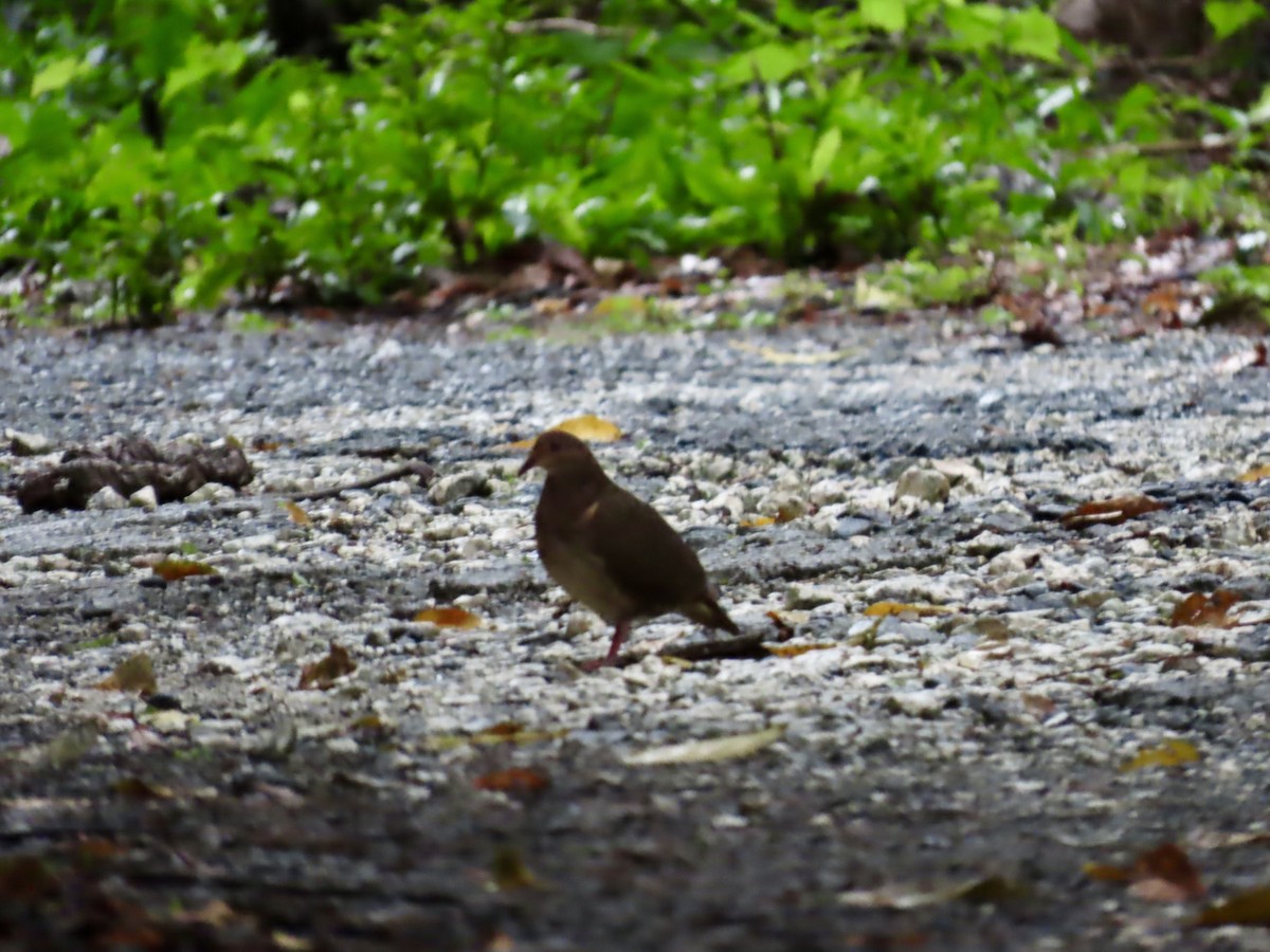 Paloma Perdiz Común - ML646815038