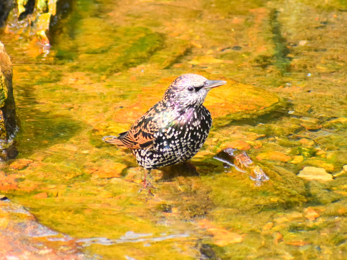 Storno - ML646815039