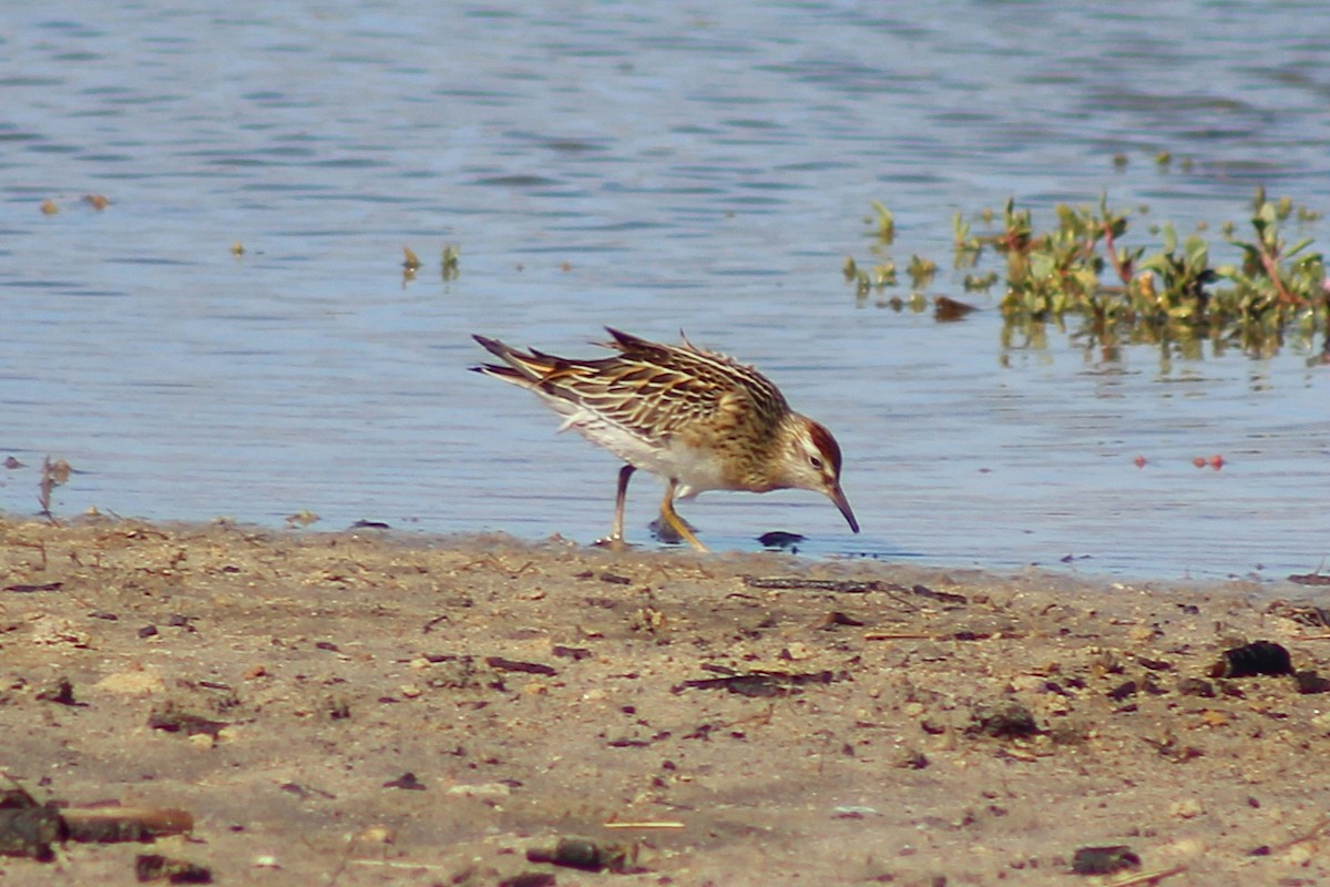 Sharp-tailed Sandpiper - ML646815043