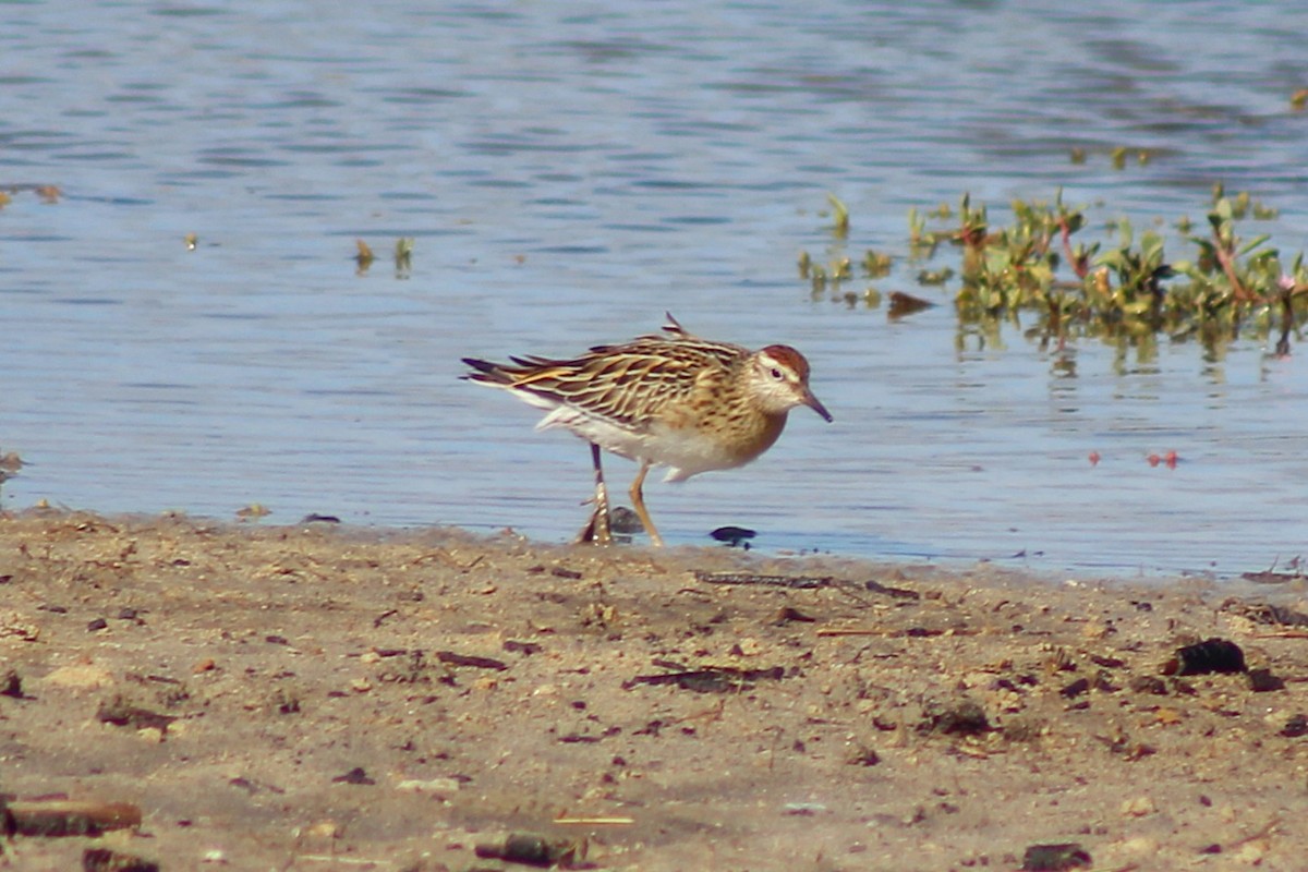 Sharp-tailed Sandpiper - ML646815044