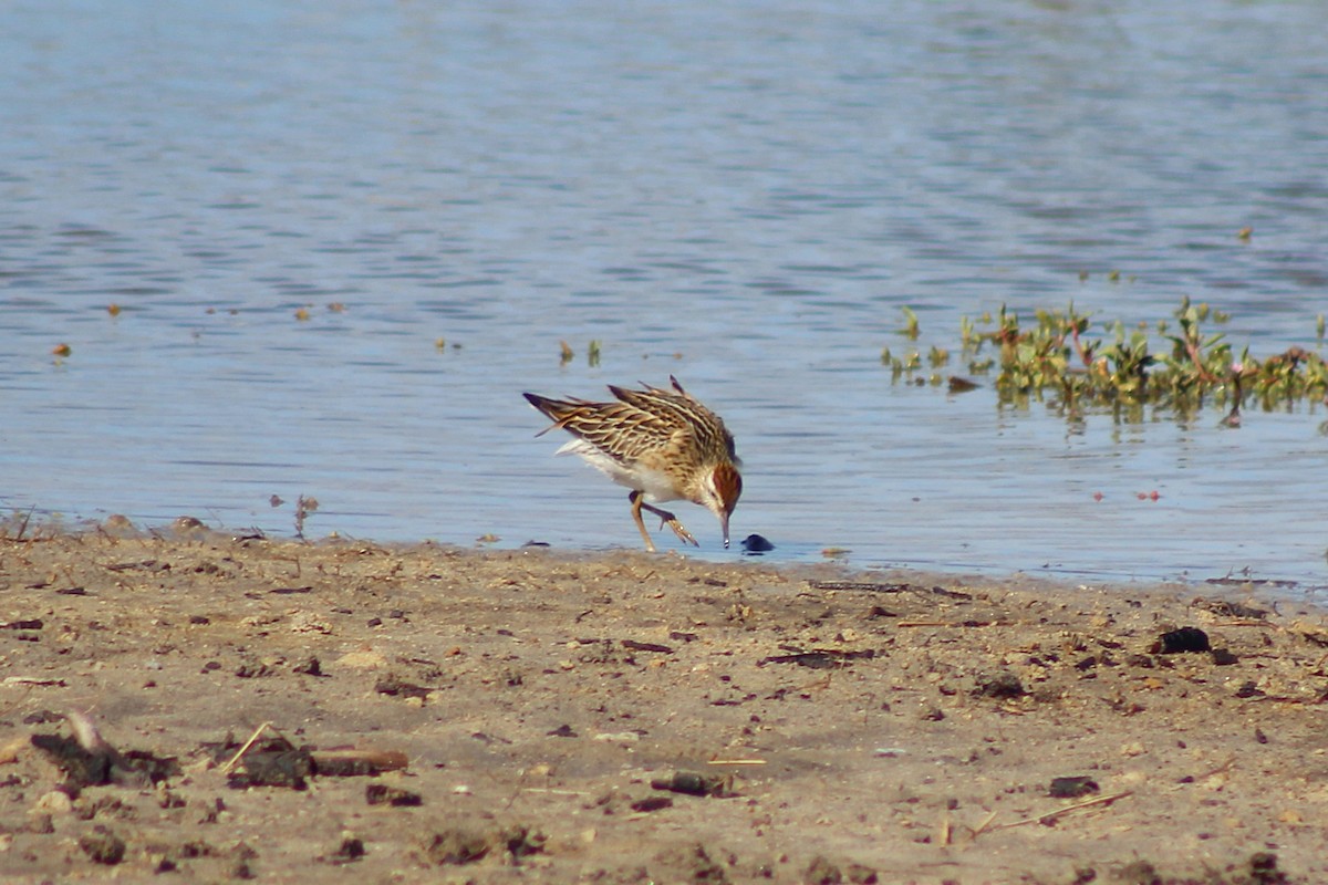 Sharp-tailed Sandpiper - ML646815045