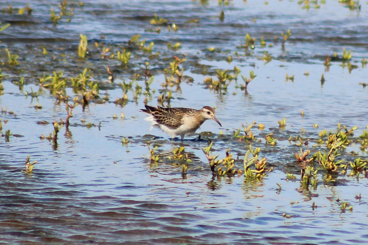 Sharp-tailed Sandpiper - ML646815046