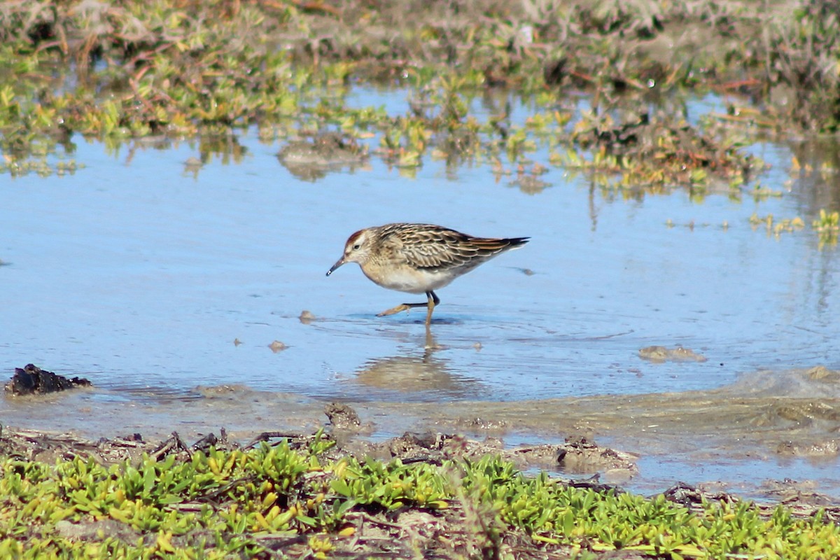 Sharp-tailed Sandpiper - ML646815047