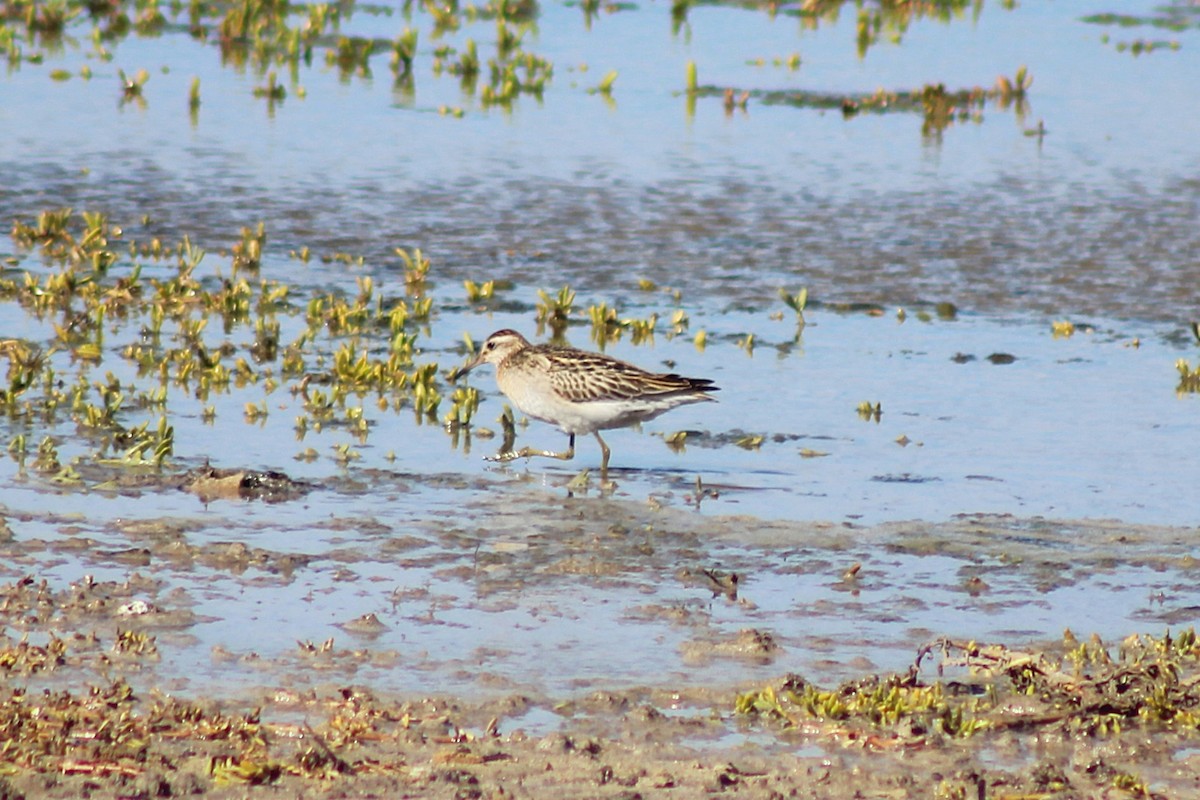 Sharp-tailed Sandpiper - ML646815048
