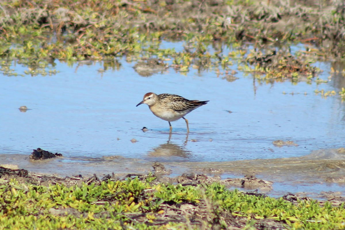 Sharp-tailed Sandpiper - ML646815049