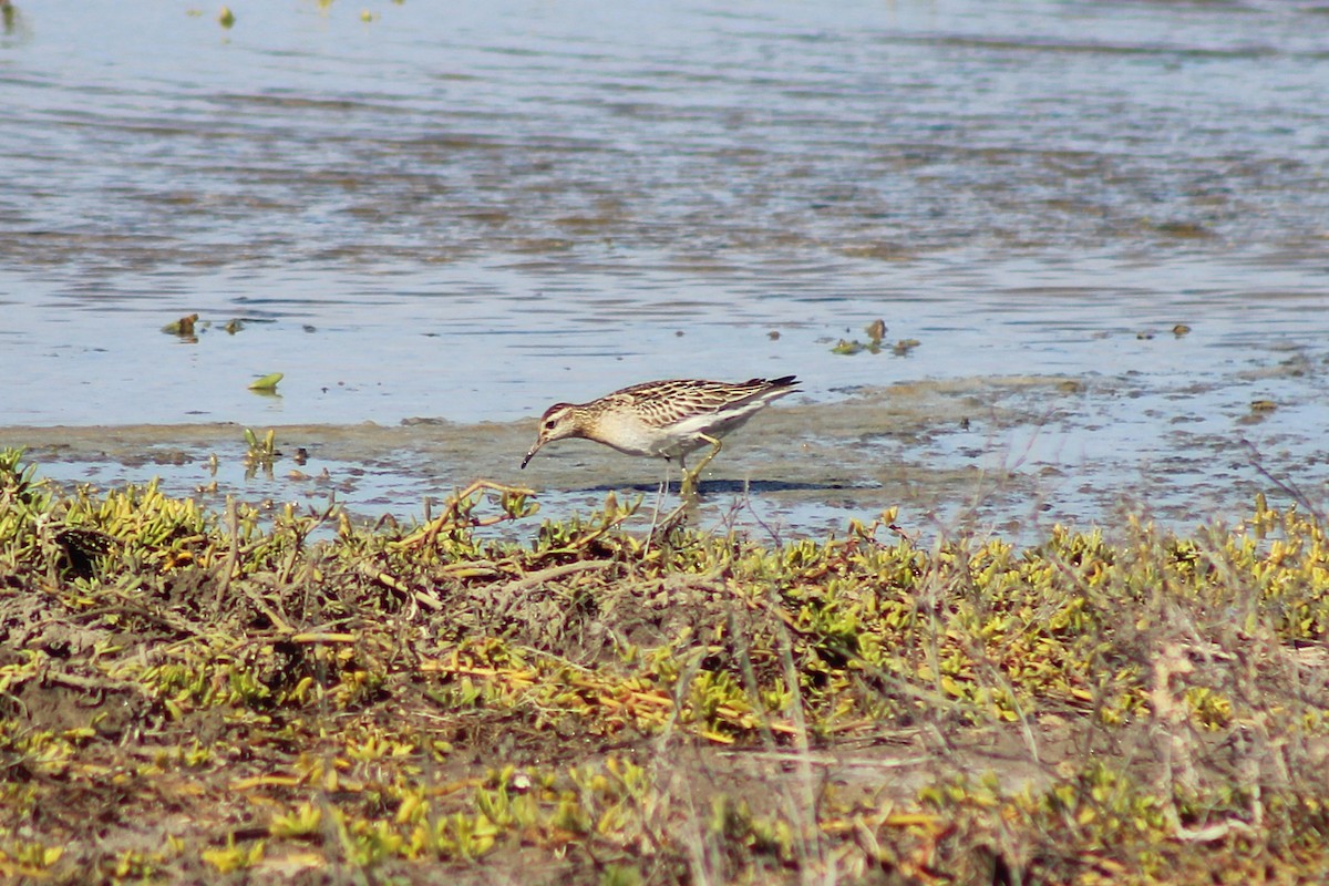 Sharp-tailed Sandpiper - ML646815050