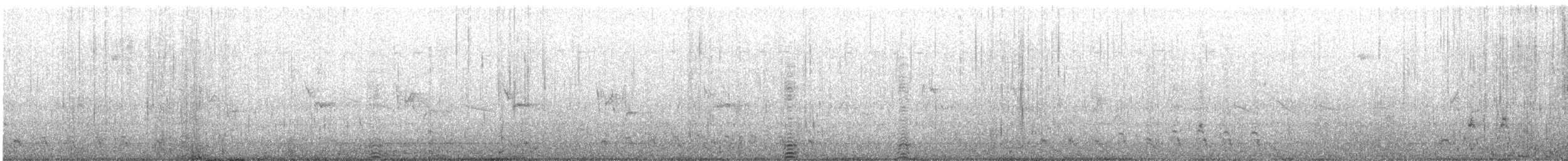 husice patagonská - ML646815051