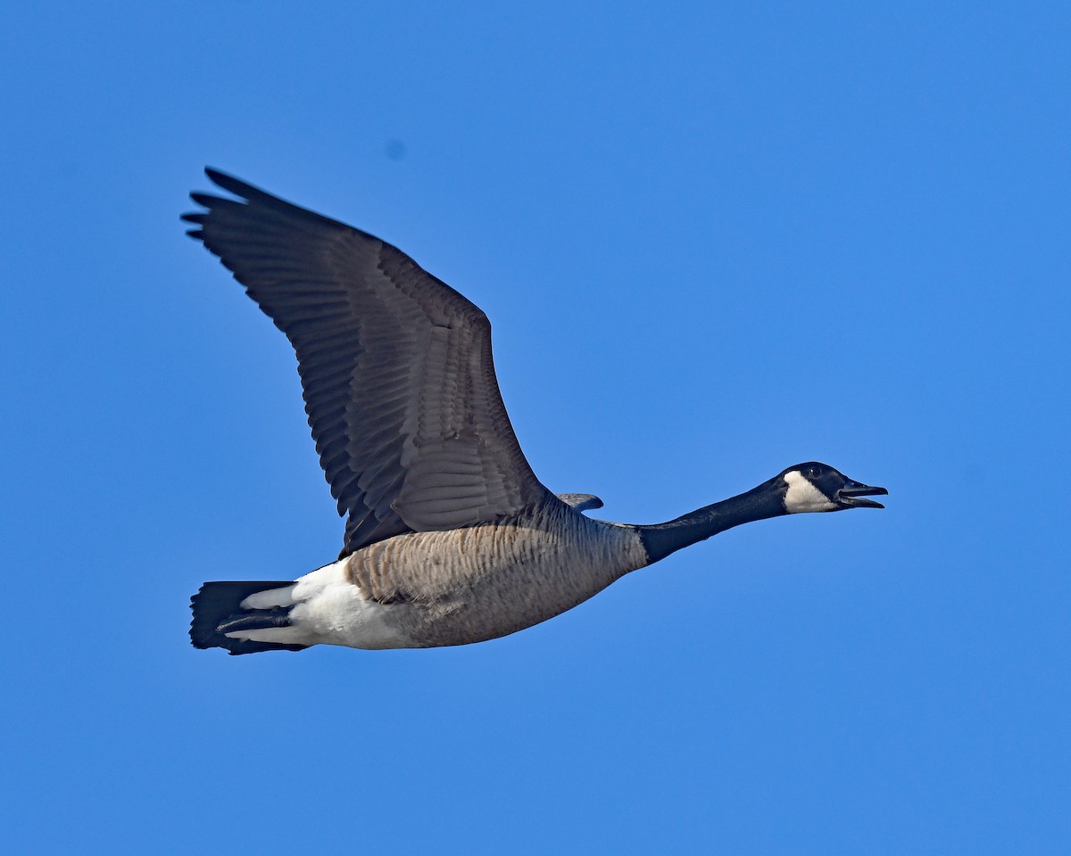 berneška velká - ML646815055