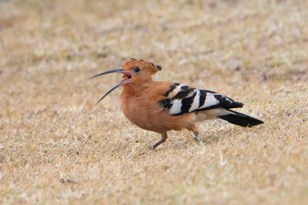 Common Hoopoe (African) - ML646815058