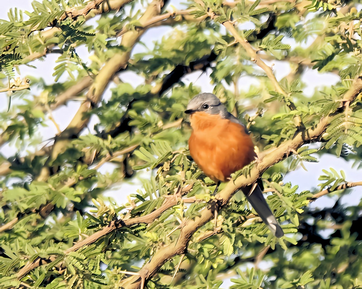 Silverbird - ML646815063