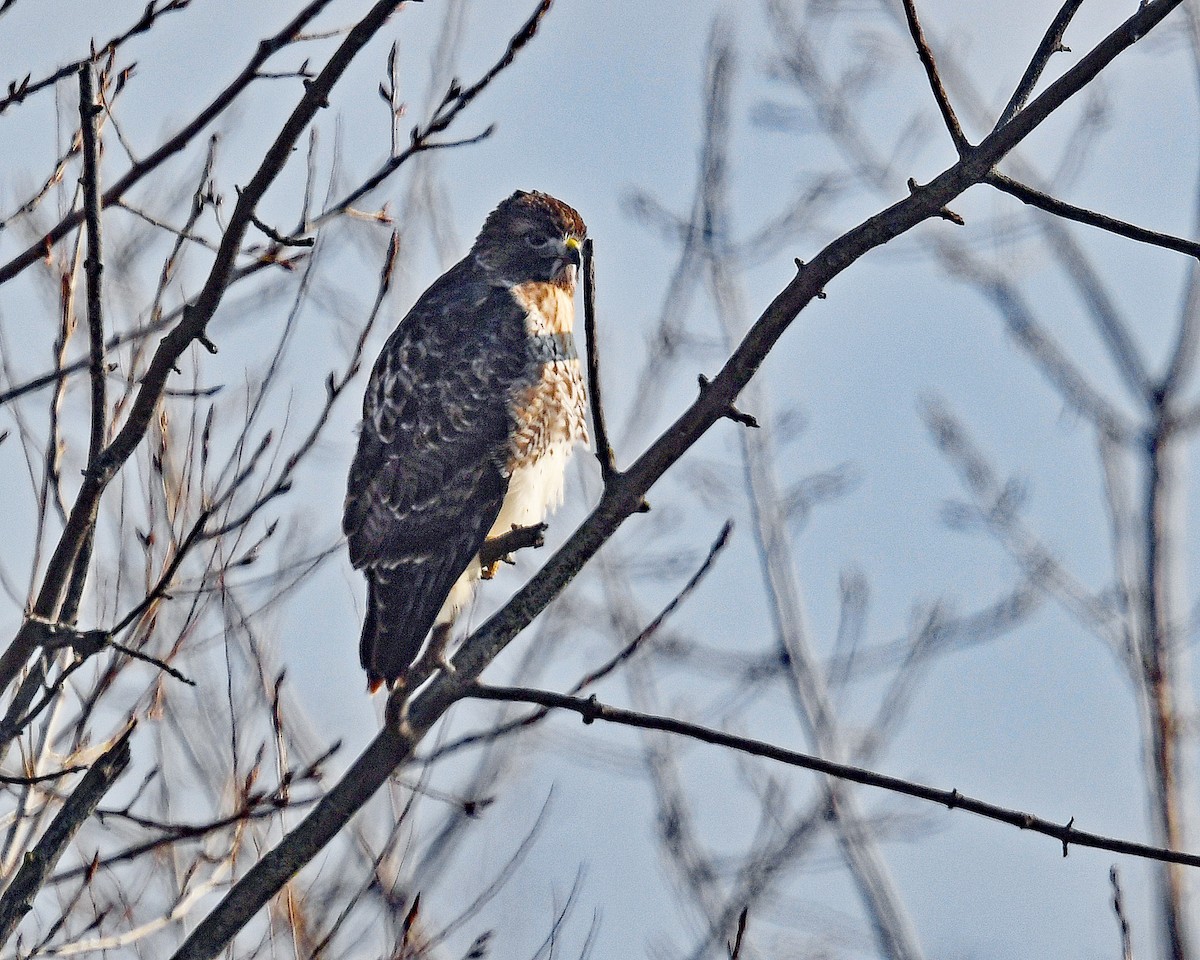 káně rudochvostá (ssp. borealis) - ML646815070