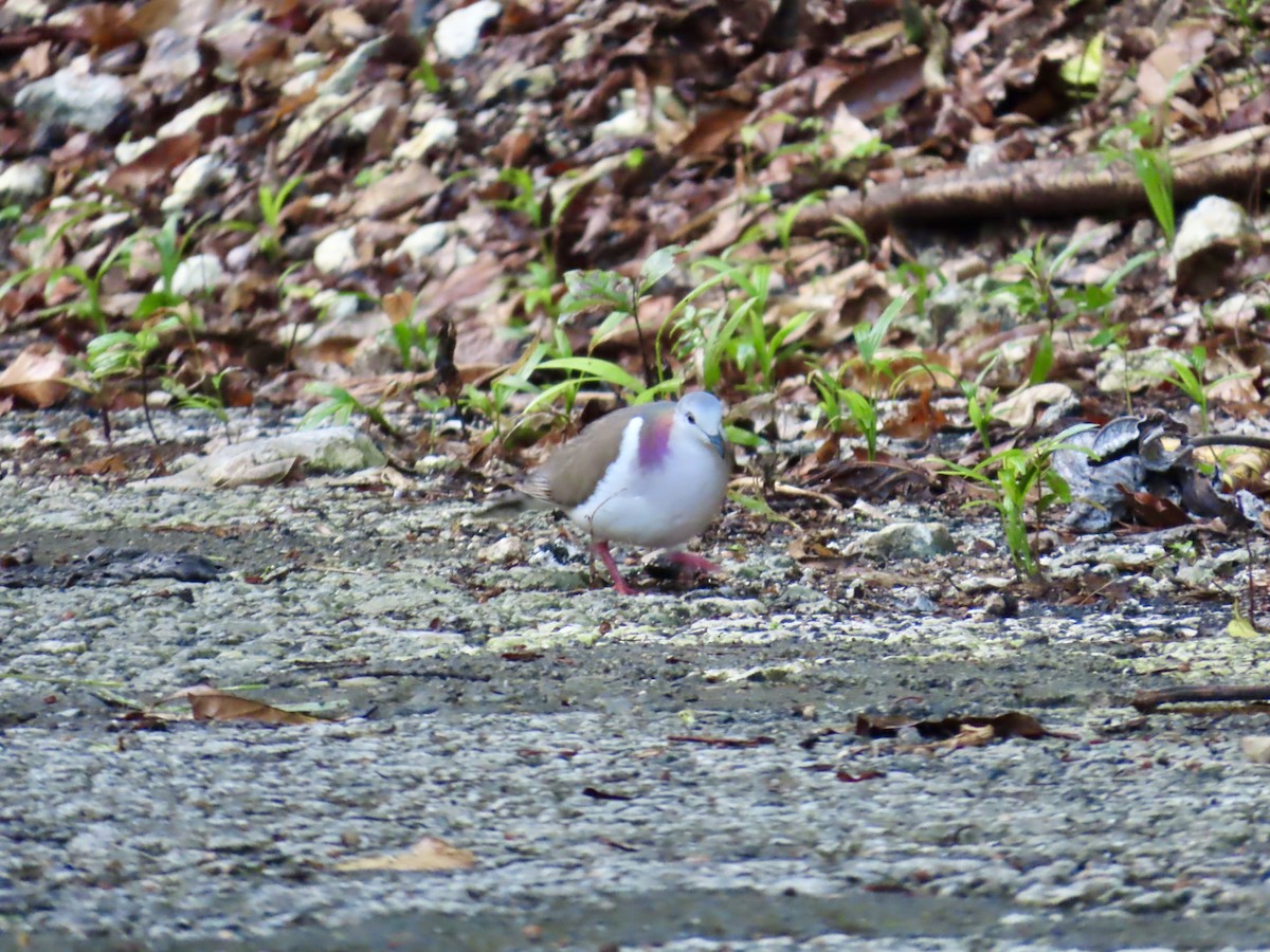 シロハラシャコバト - ML646815071