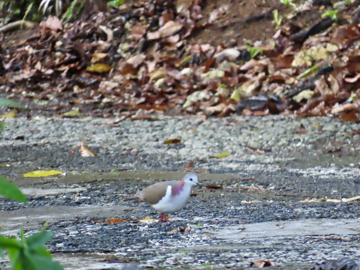 シロハラシャコバト - ML646815072