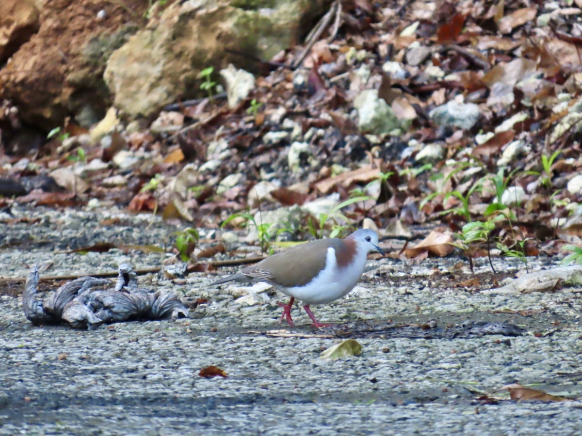 シロハラシャコバト - ML646815073