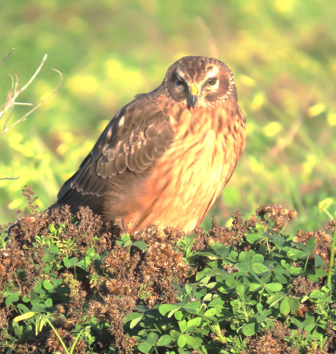 アメリカハイイロチュウヒ - ML646815077