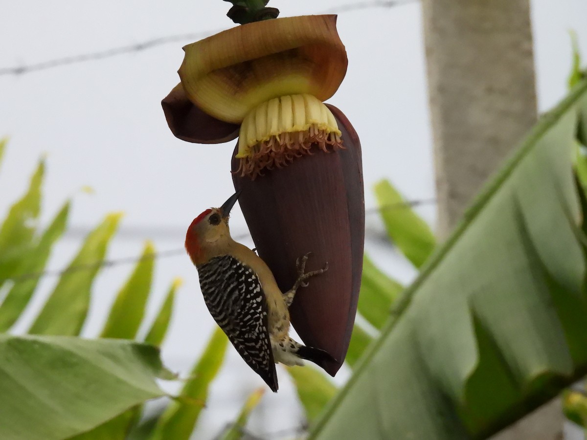 rødkronespett - ML646815078