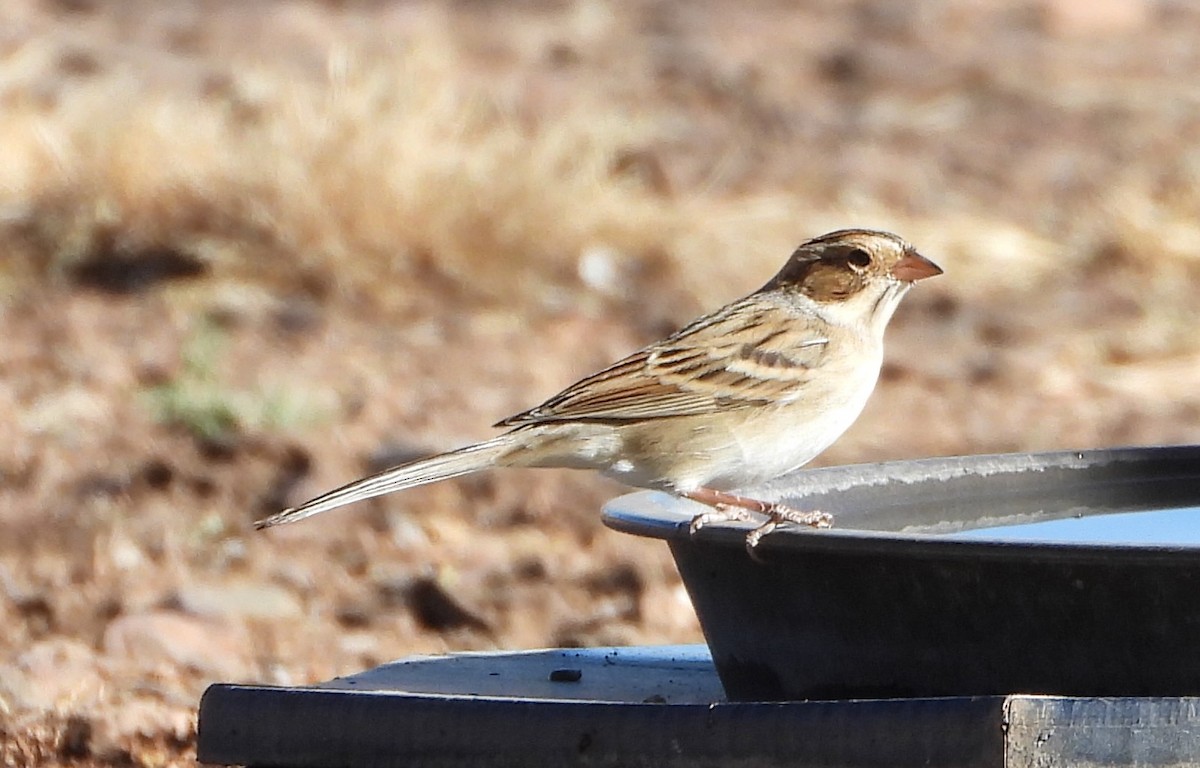 Clay-colored Sparrow - ML646815083