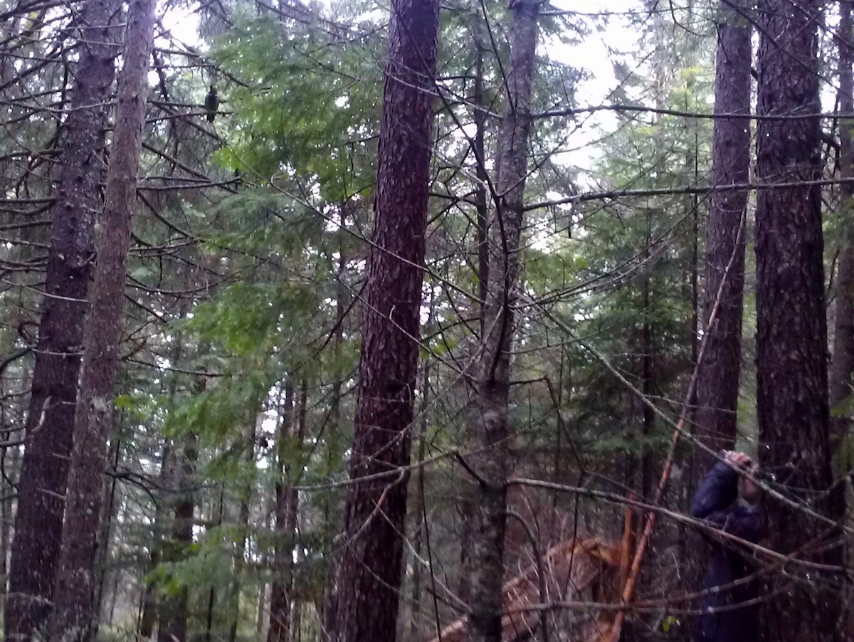 Gallo Canadiense - ML646815085