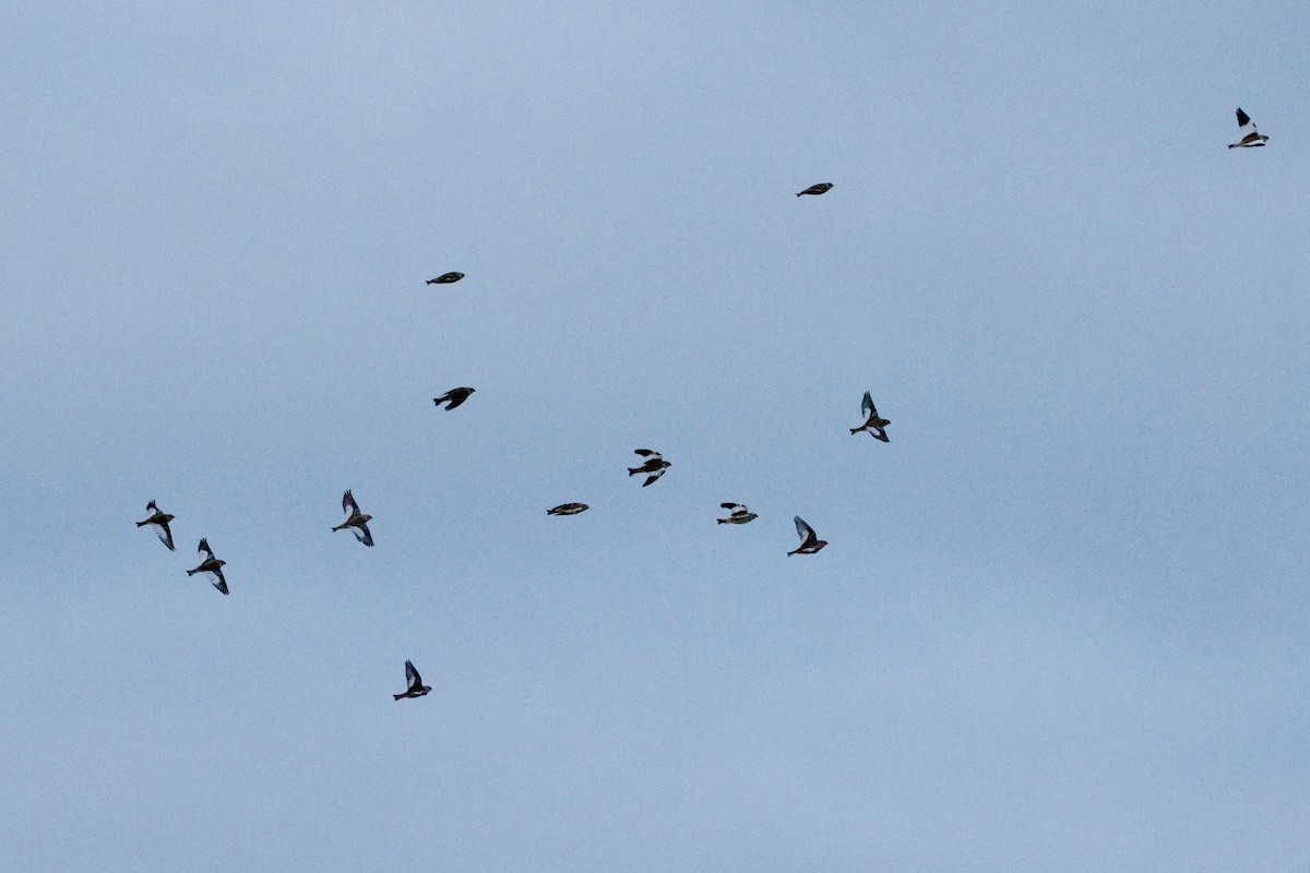 Snow Bunting - ML646815091