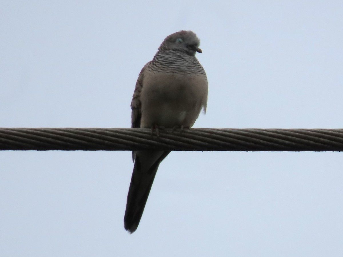 Peaceful Dove - ML646815093