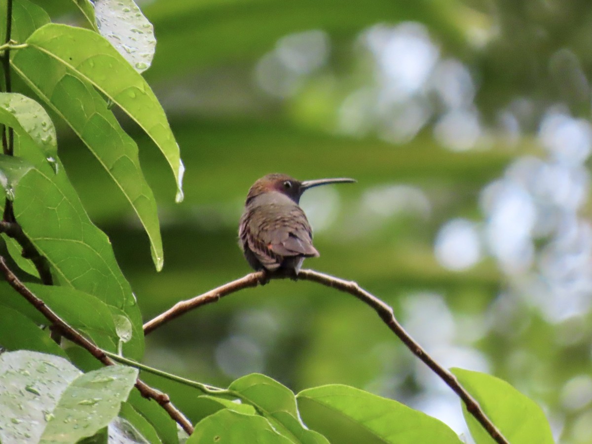 Jamaican Mango - ML646815096