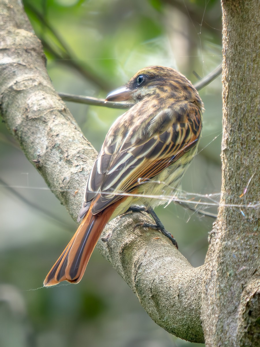 Çizgili Büyük Tiran - ML646815101