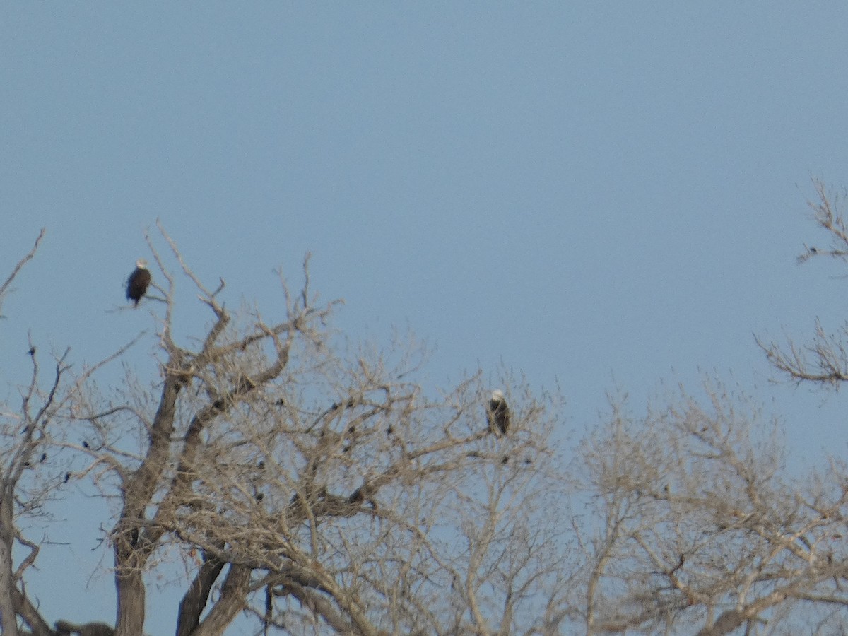 Weißkopf-Seeadler - ML646815104