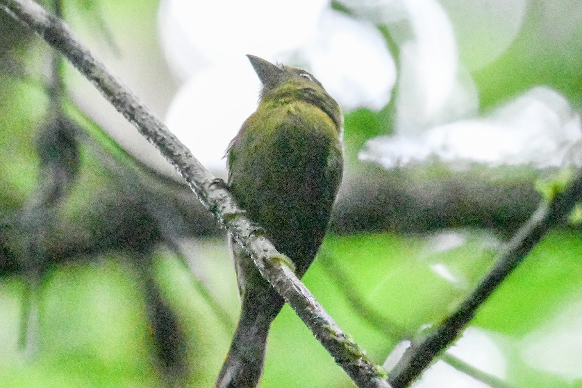 Зелёная хабия - ML646815105