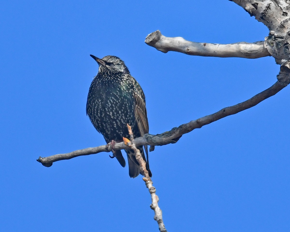 špaček obecný - ML646815106