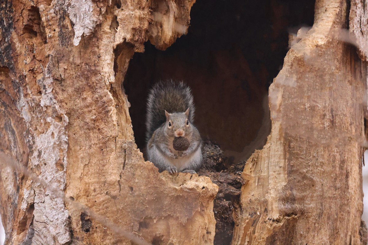 Eastern Gray Squirrel - ML646815108