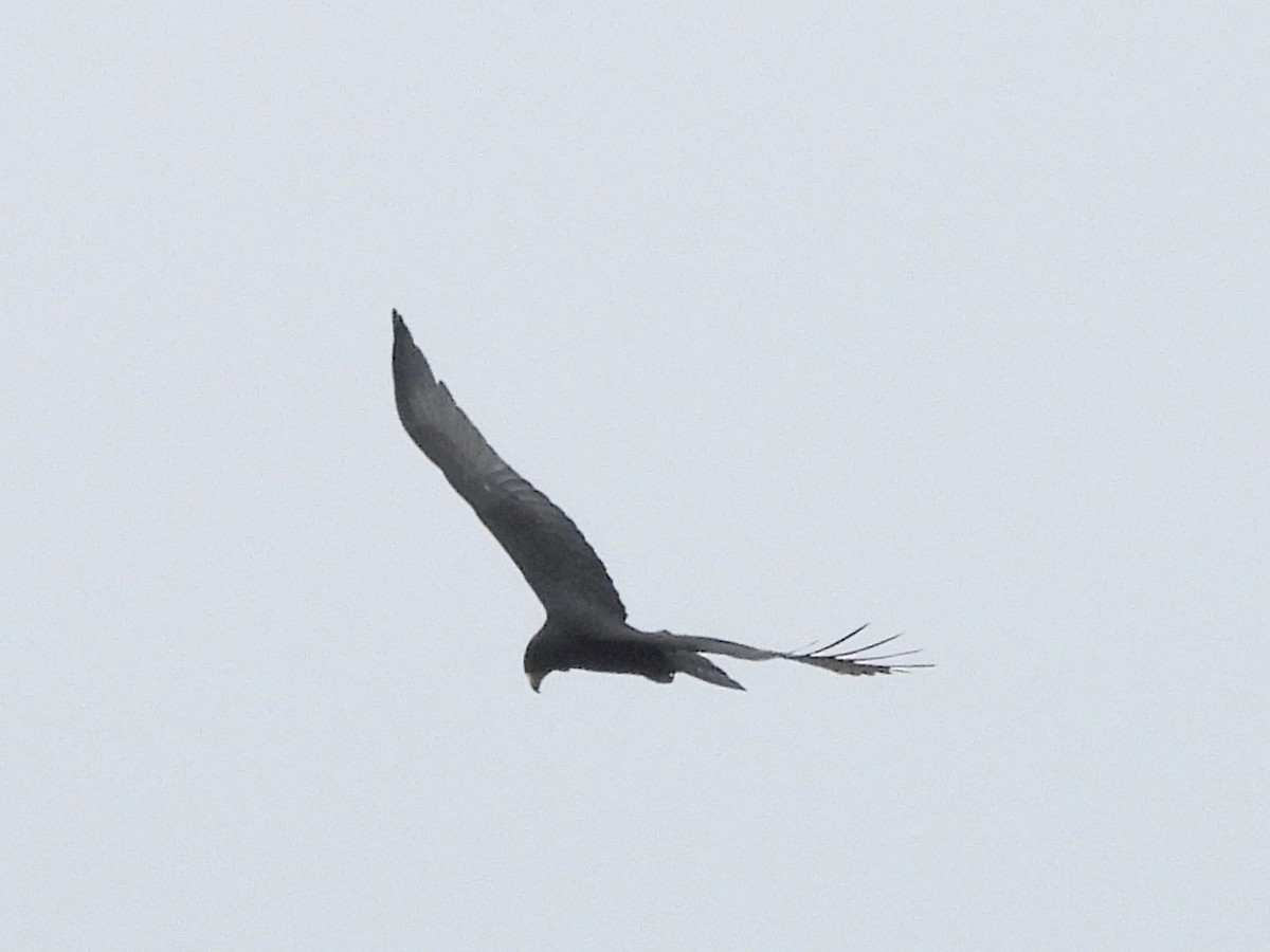 Zone-tailed Hawk - ML646815109