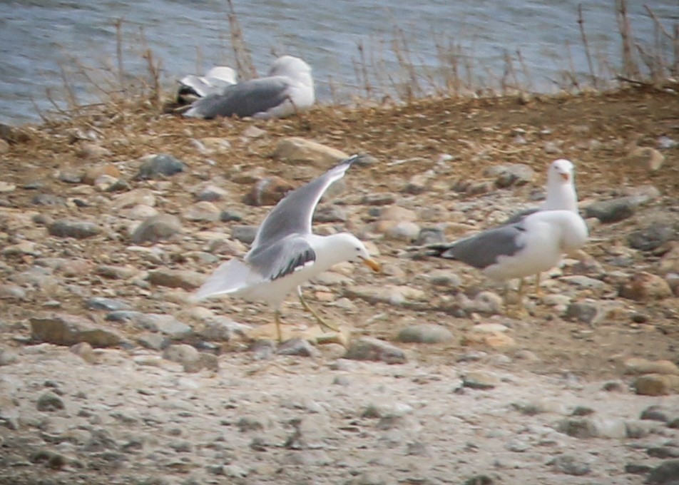 American Herring Gull - ML646815111