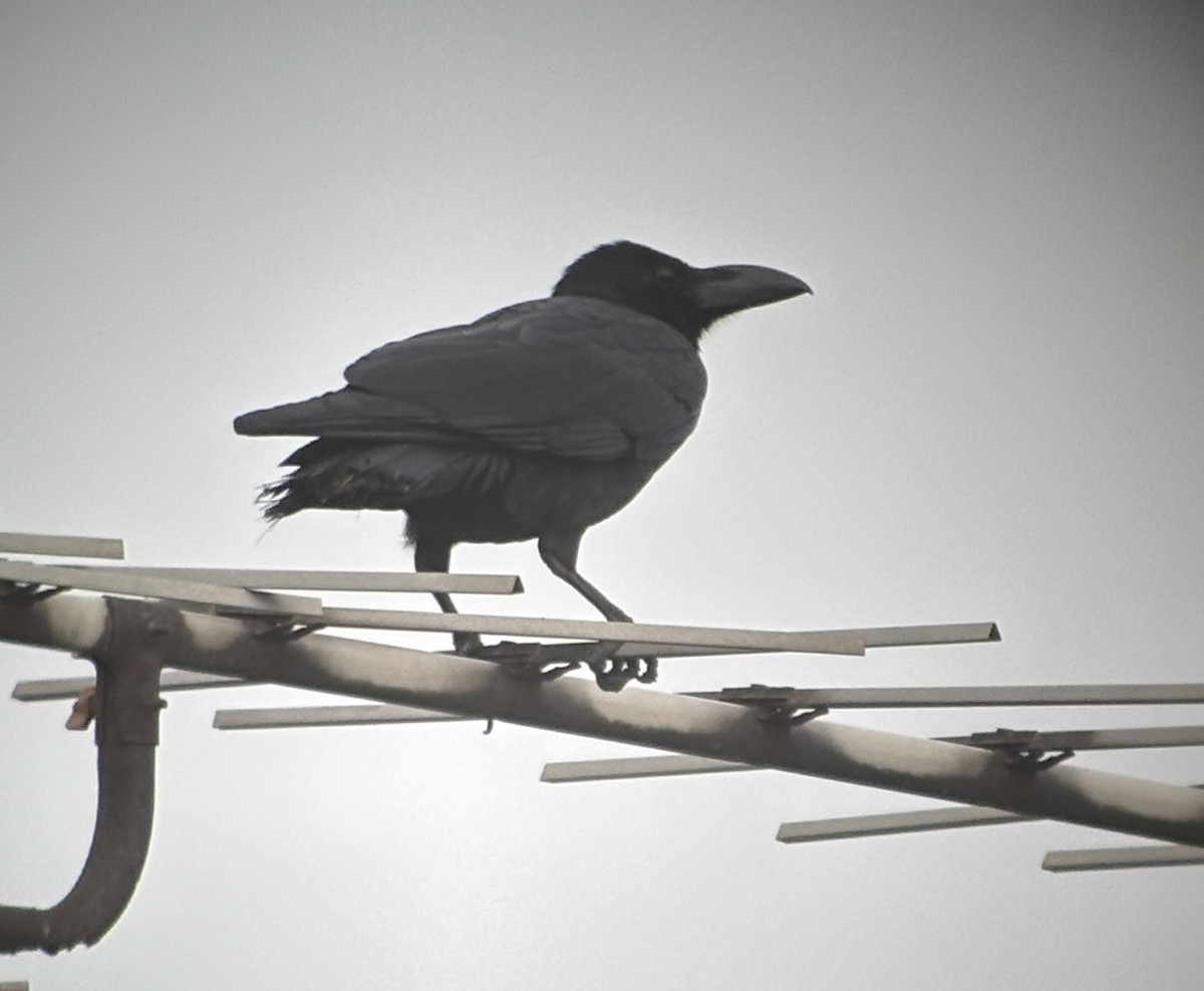 Large-billed Crow - ML646815113