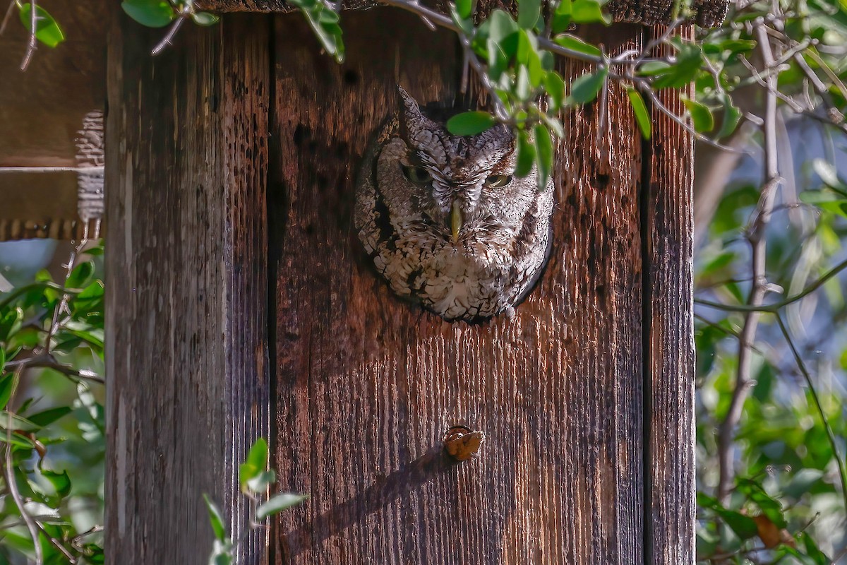 Eastern Screech-Owl (McCall's) - ML646815121