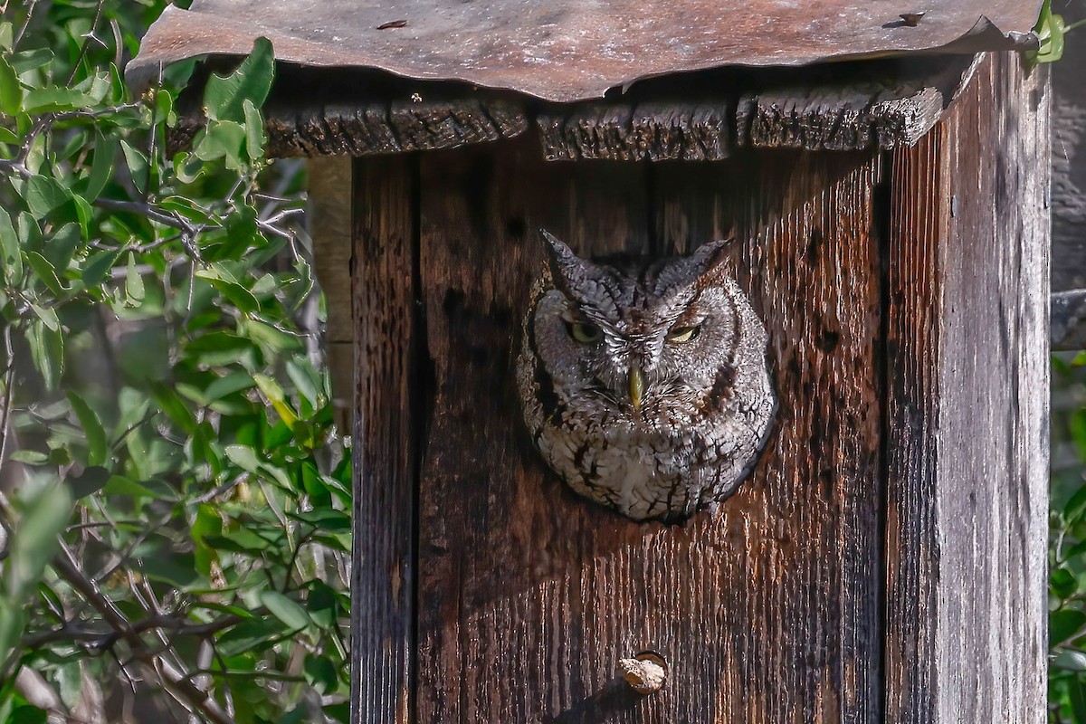 Eastern Screech-Owl (McCall's) - ML646815122