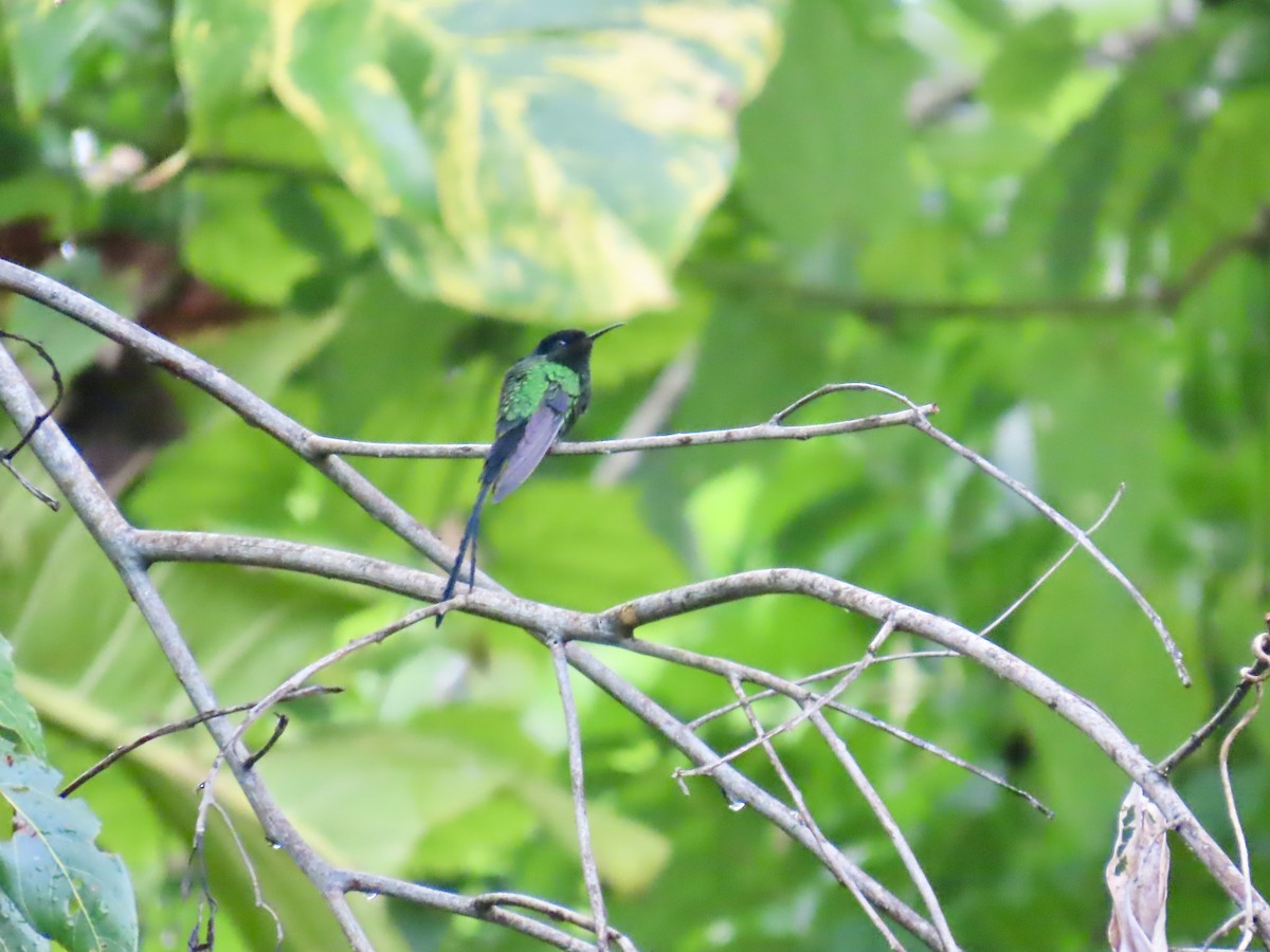 Black-billed Streamertail - ML646815126