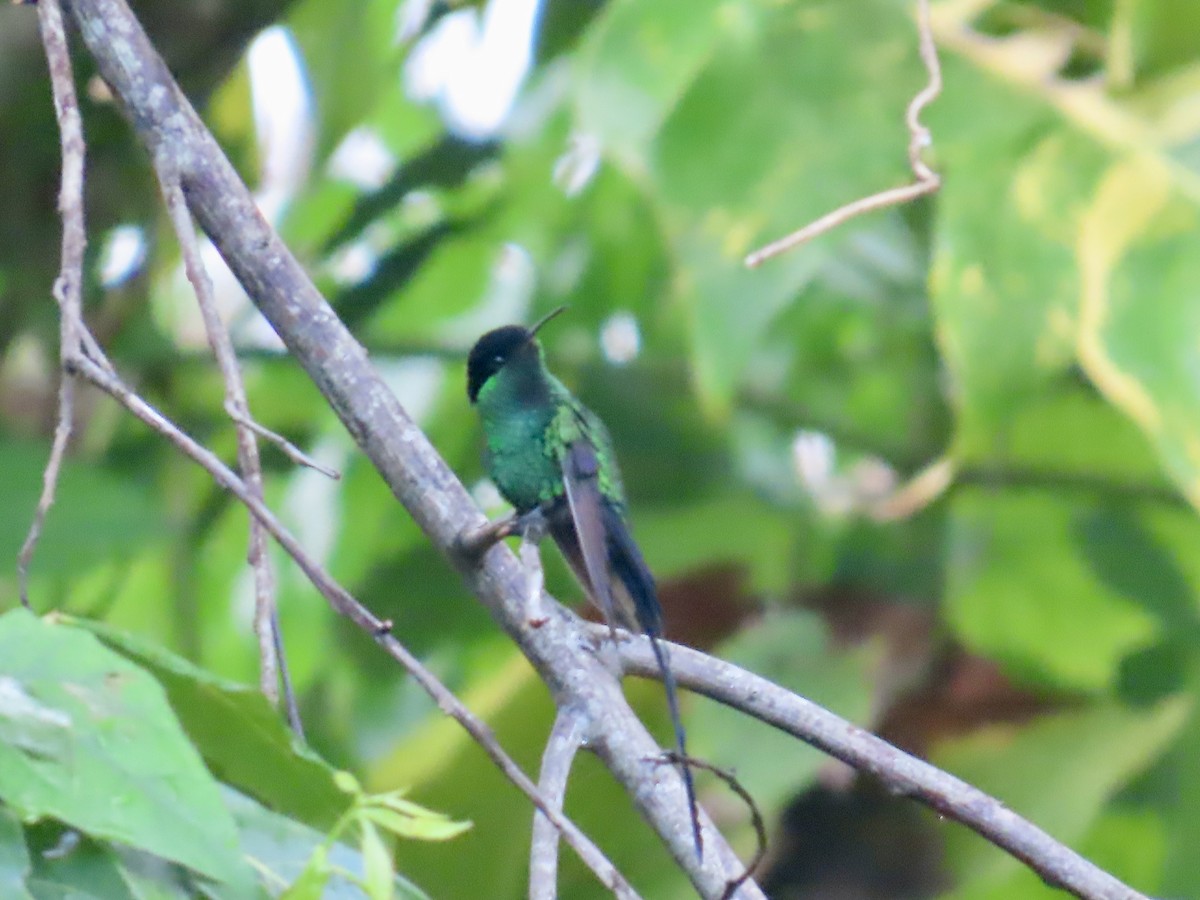 Black-billed Streamertail - ML646815127