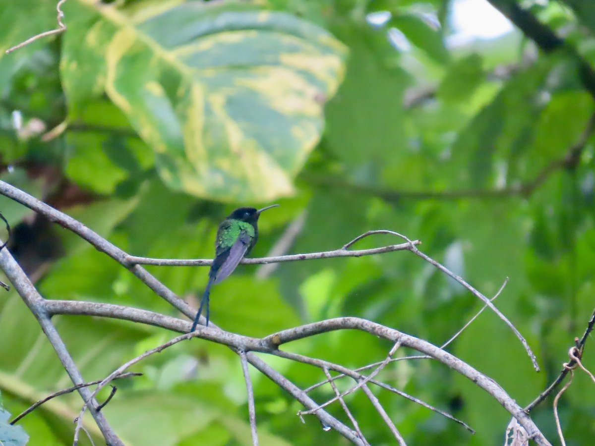 Black-billed Streamertail - ML646815128