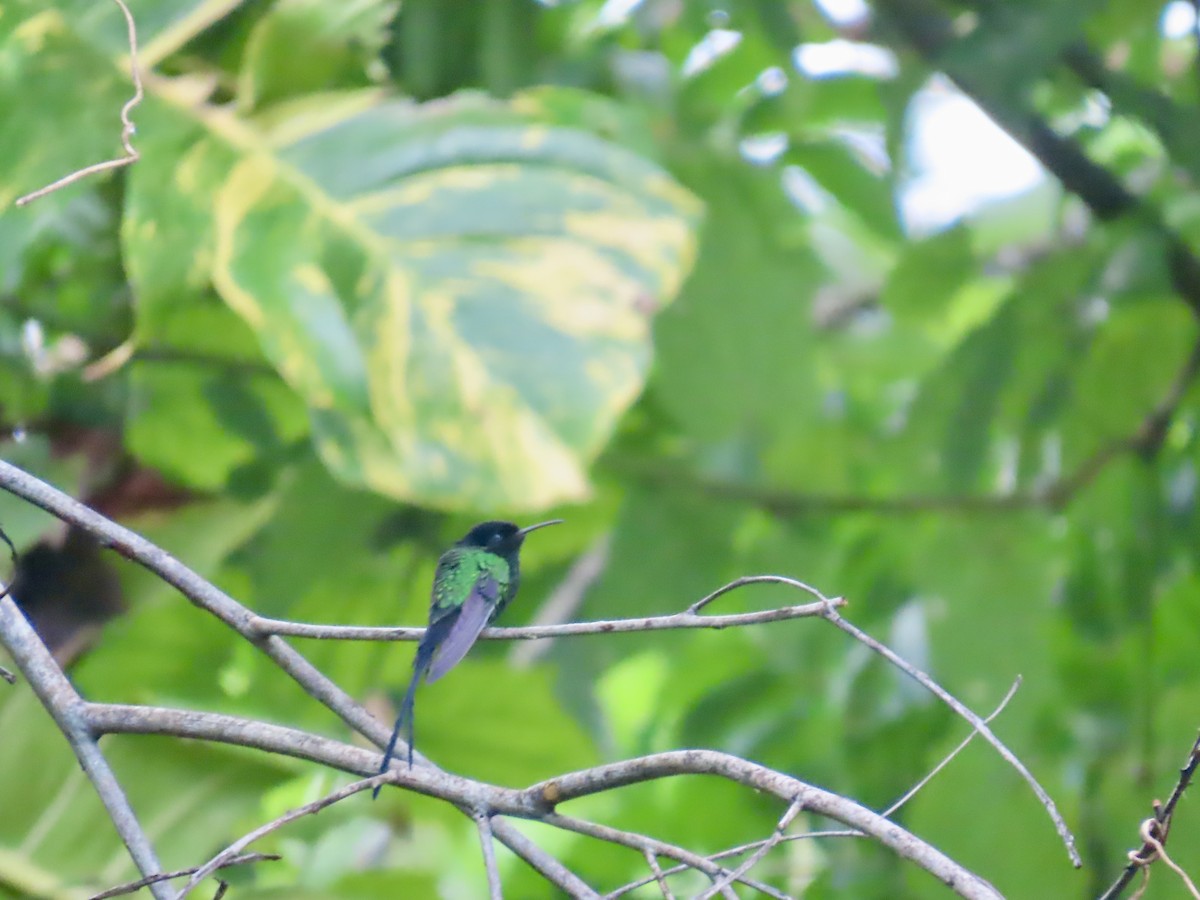 Black-billed Streamertail - ML646815129