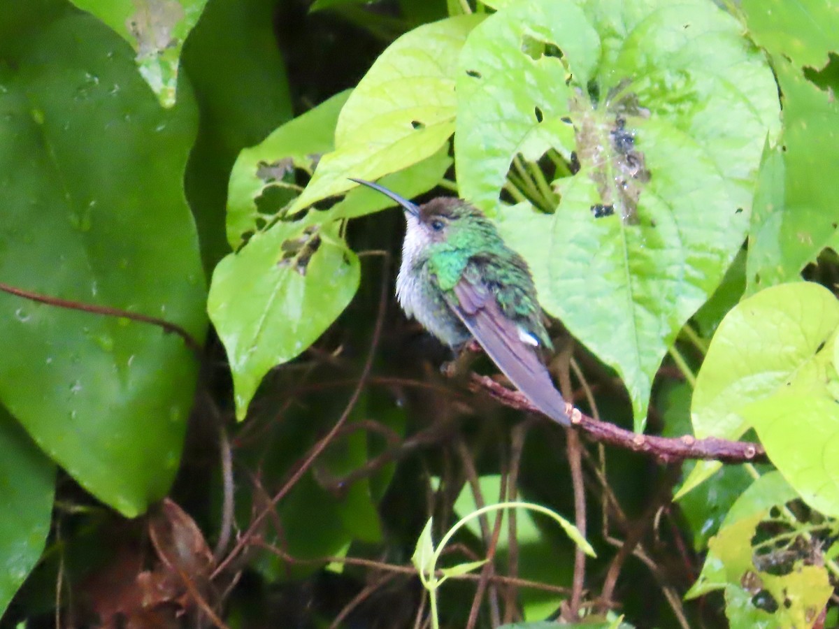 Black-billed Streamertail - ML646815130