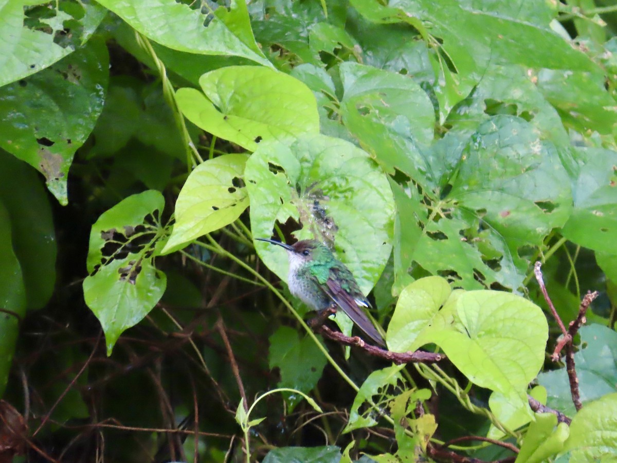 Black-billed Streamertail - ML646815131